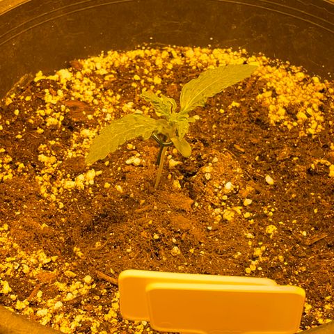#2 growlog timeline photo