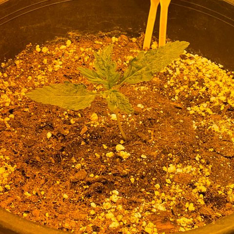 #2 growlog timeline photo