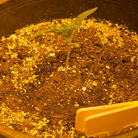 #2 growlog timeline photo