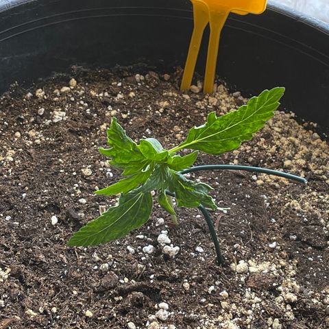 #2 growlog timeline photo