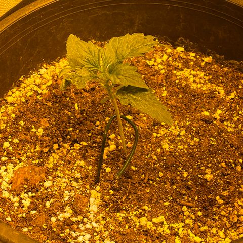 #2 growlog timeline photo
