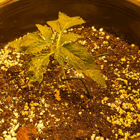 #2 growlog timeline photo