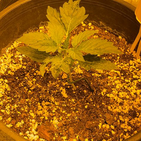#2 growlog timeline photo