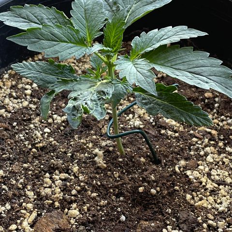 #2 growlog timeline photo