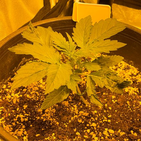#2 growlog timeline photo