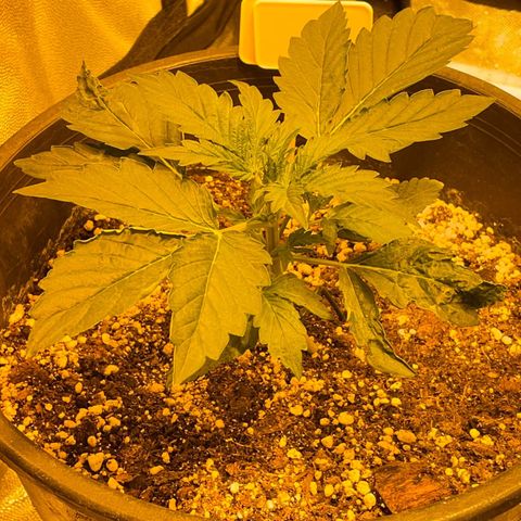 #2 growlog timeline photo