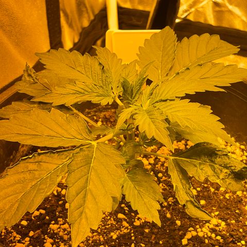 #2 growlog timeline photo