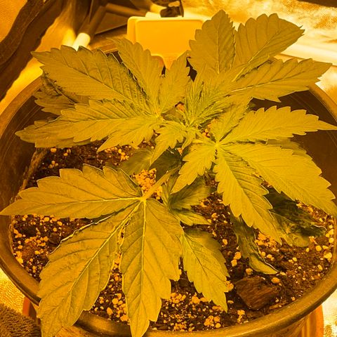 #2 growlog timeline photo