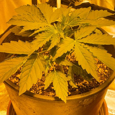 #2 growlog timeline photo