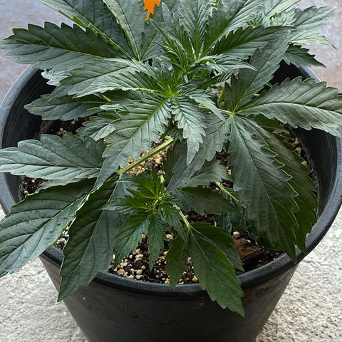 #2 growlog timeline photo