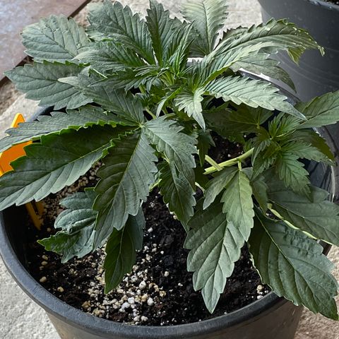 #2 growlog timeline photo