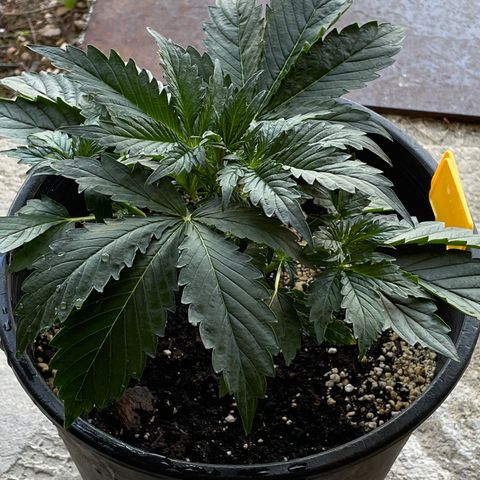 #2 growlog timeline photo