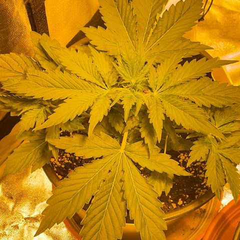 #2 growlog timeline photo