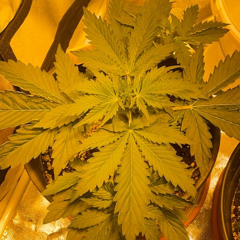 #2 growlog timeline photo