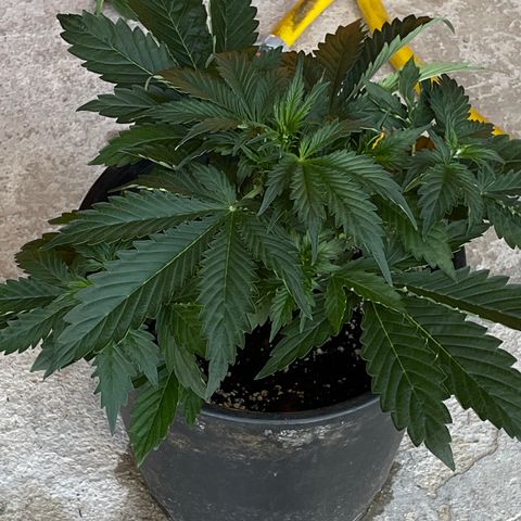 #2 growlog timeline photo