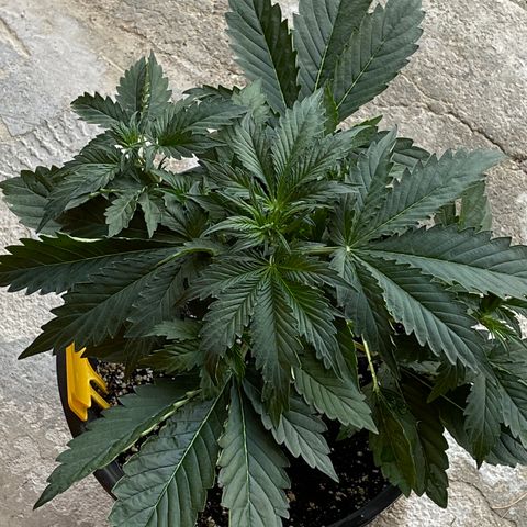 #2 growlog timeline photo