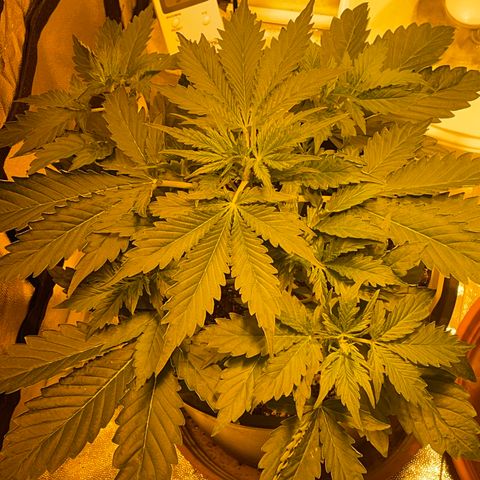 #2 growlog timeline photo