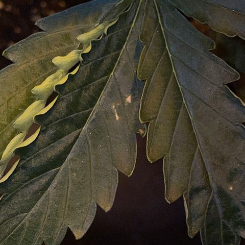 #2 growlog timeline photo