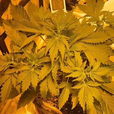 #2 growlog timeline photo