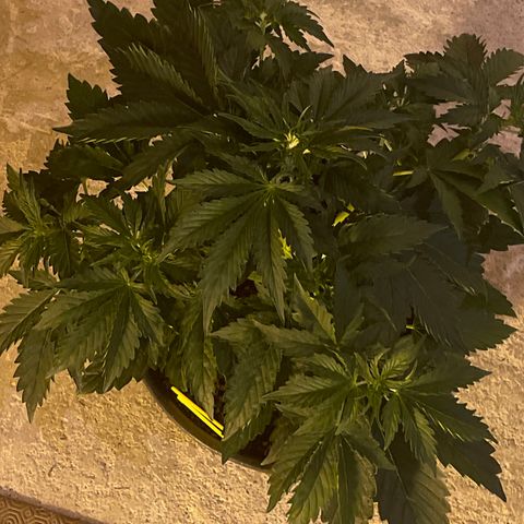 #2 growlog timeline photo