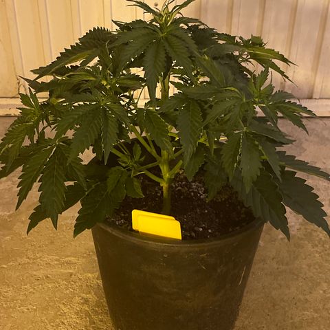 #2 growlog timeline photo