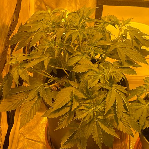 #2 growlog timeline photo