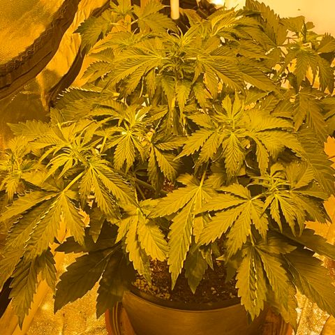 #2 growlog timeline photo