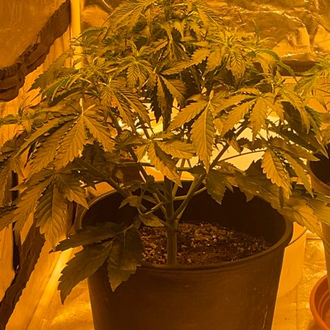#2 growlog timeline photo