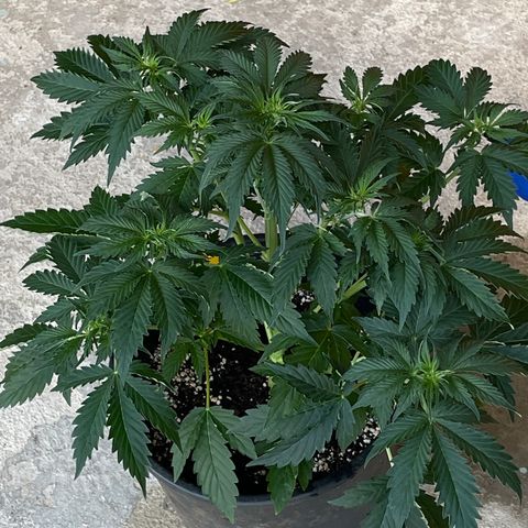 #2 growlog timeline photo