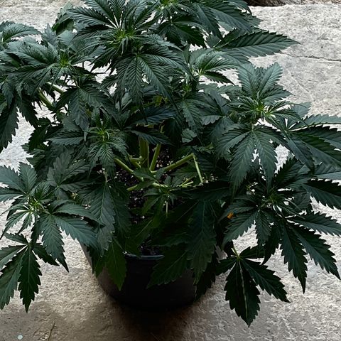 #2 growlog timeline photo