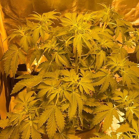 #2 growlog timeline photo