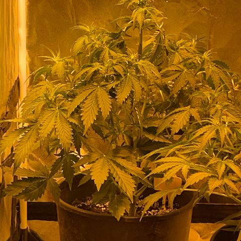 #2 growlog timeline photo