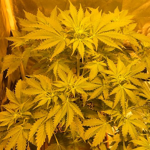 #2 growlog timeline photo