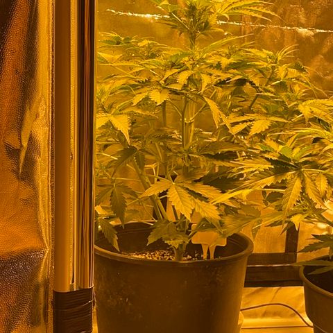#2 growlog timeline photo