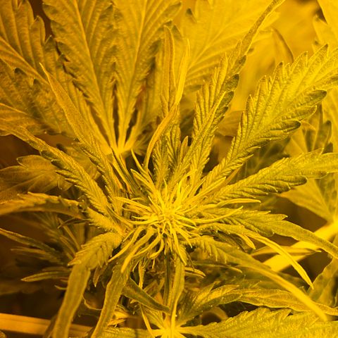 #2 growlog timeline photo