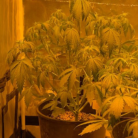 #2 growlog timeline photo