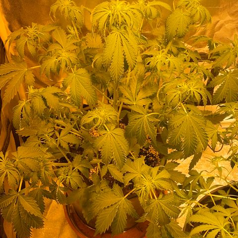 #2 growlog timeline photo