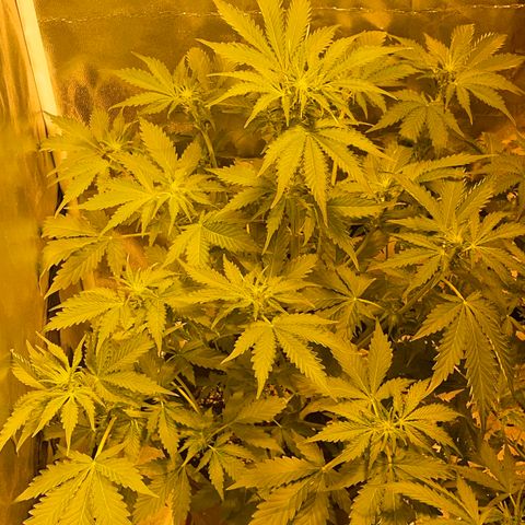 #2 growlog timeline photo