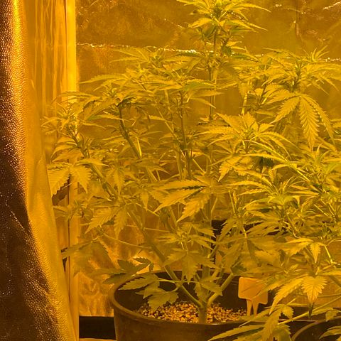 #2 growlog timeline photo