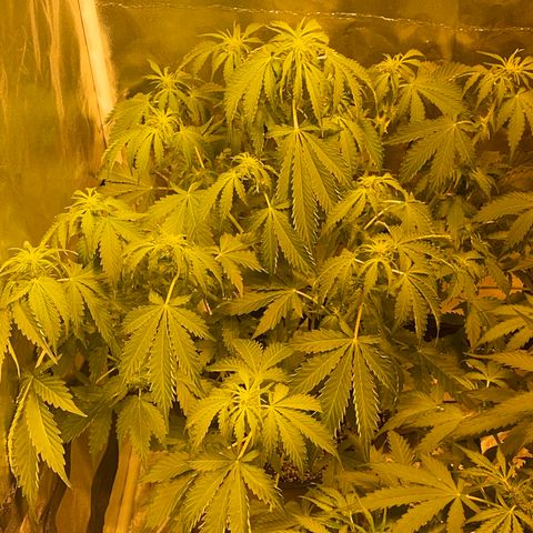#2 growlog timeline photo