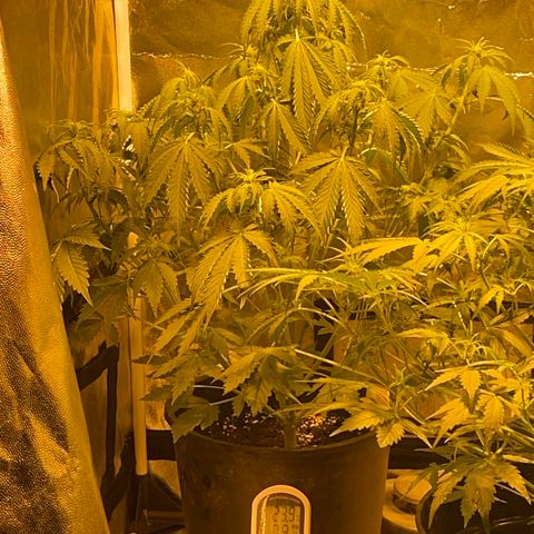 #2 growlog timeline photo