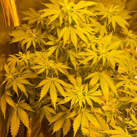 #2 growlog timeline photo