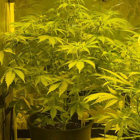 #2 growlog timeline photo