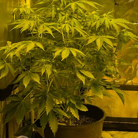#2 growlog timeline photo