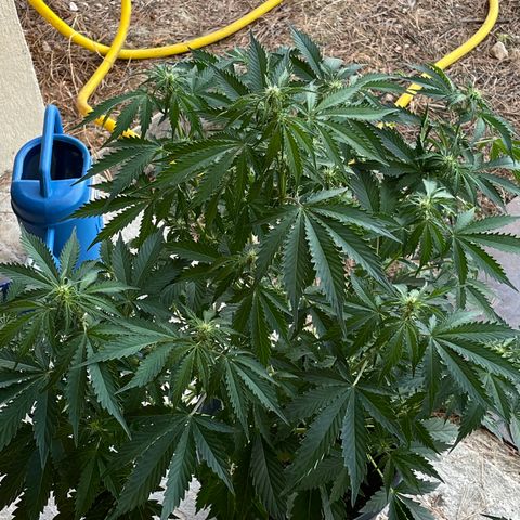 #2 growlog timeline photo