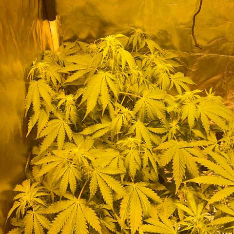 #2 growlog timeline photo