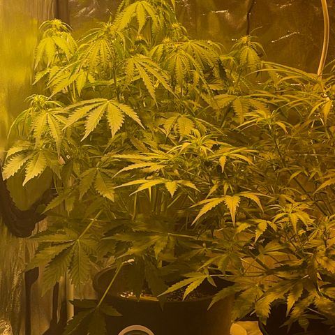 #2 growlog timeline photo