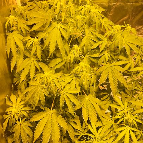 #2 growlog timeline photo