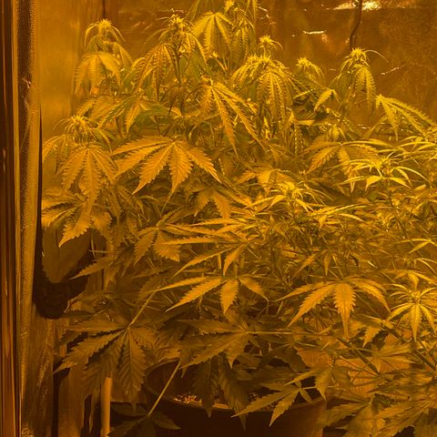 #2 growlog timeline photo