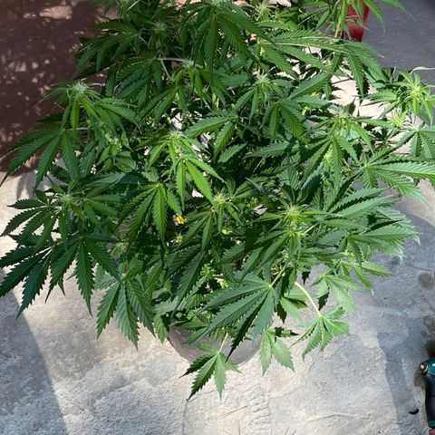 #2 growlog timeline photo